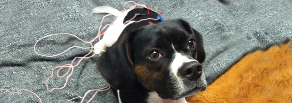 Dog receiving rehabilitation treatment at Beach Animal Rehabilitation Center